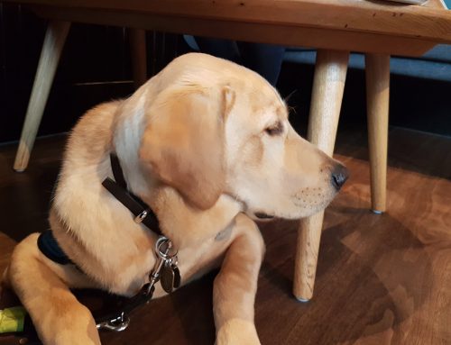 Meet Bert – Our Brand New Puppy from Guide Dogs UK!